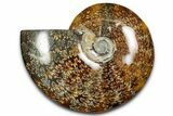 Polished Cretaceous Ammonite (Cleoniceras) Fossil - Madagascar #339096-1